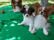 Малки кученца от породата Папийон