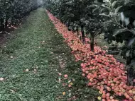 Ябълки от земята за сок сладко и преработка