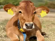 Биосертифицирани крави Джерсей, до 12 месеца