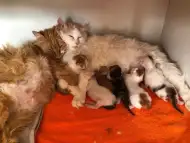 Ангорско Коте Котенце и Полуангорски Котенца