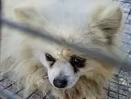 Шперцове Померан
