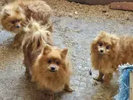 Померан мъжки и женски