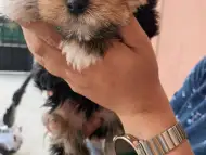 Мъжки мини йорки