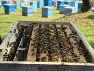 Налични пчелни отводки рутови 50 броя 130лв
