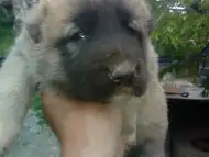 Малко кангалче
