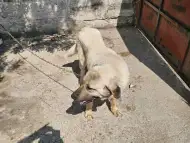 Женски кангали за разплод