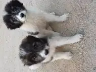 Безплатно Кученца Бебенца. Моля помогнете добри хора
