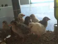 Малки Токачки