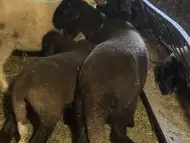 Продавам агнета