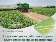 В търсене сме на работливи хора от България за бране на краставици с Румъния, област Бихор.