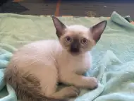 Мъжко сиамско коте, възможна доставка.