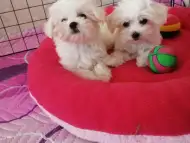 Малтийска болонка