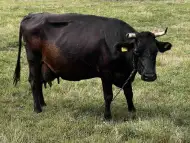 Продавам 2 стелни крави