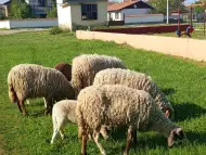 Продавам млади овце и коч