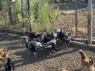 Продавам пуйки