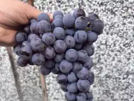 Грозде Памид