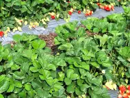 Продавам разсад ягоди