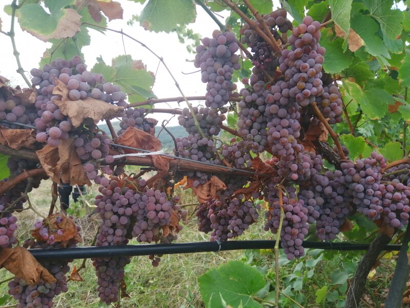 2. Снимка на Продавам грозде Траминер Совиньон Блан Мускат отонел