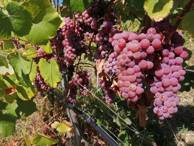 3. Снимка на Продавам грозде Траминер Совиньон Блан Мускат отонел