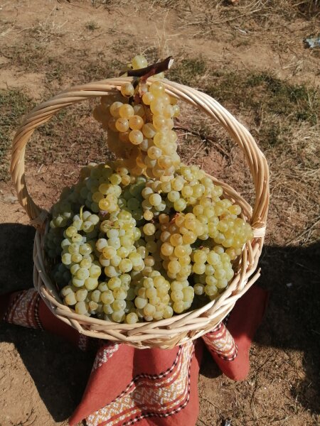 6. Снимка на Продавам грозде Траминер Совиньон Блан Мускат отонел