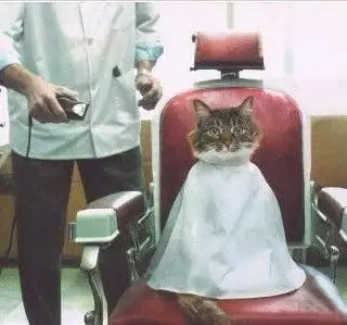 Подстригване на кучета и котки