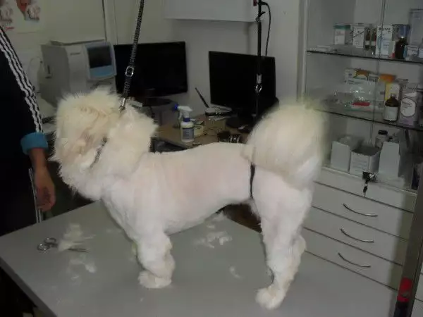 3. Снимка на Подстригване на кучета и котки