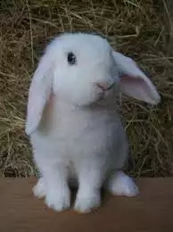 2. Снимка на Продавам малко зайче