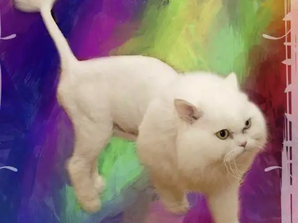 6. Снимка на Подстригване на персийски котки