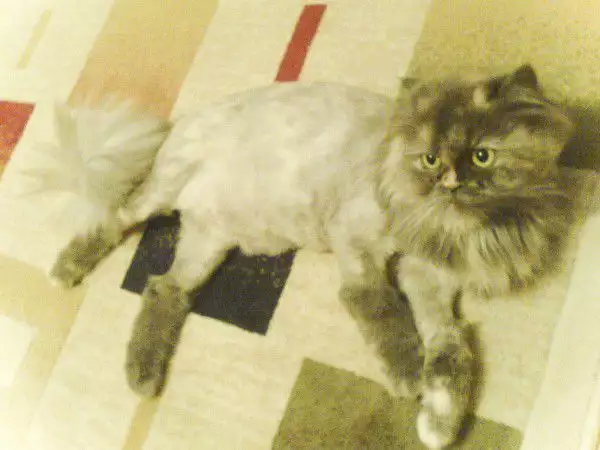 5. Снимка на Подстригване на персийски котки