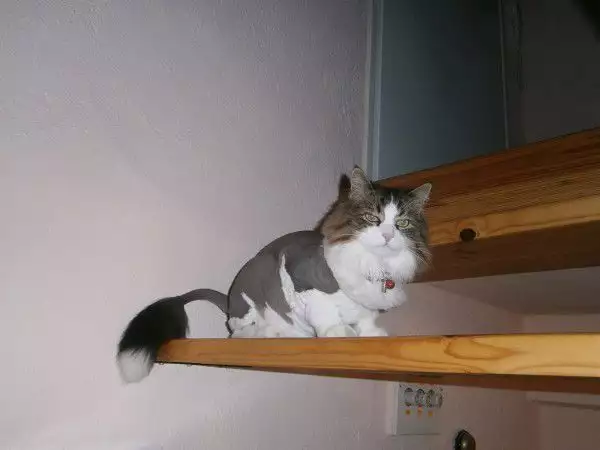 4. Снимка на Подстригване на персийски котки