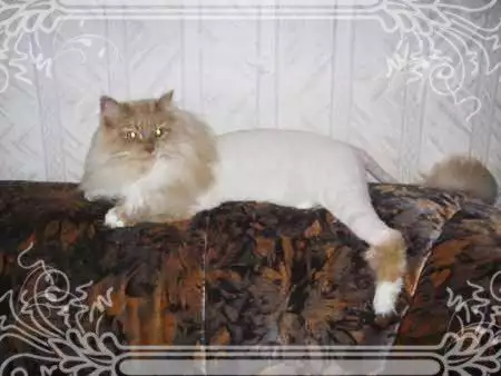Подстригване на персийски котки