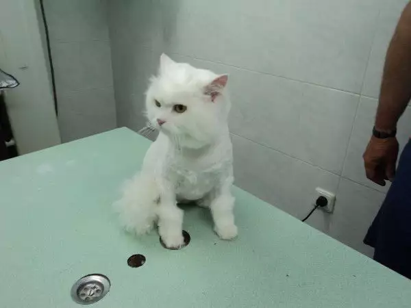 2. Снимка на Подстригване на персийски котки