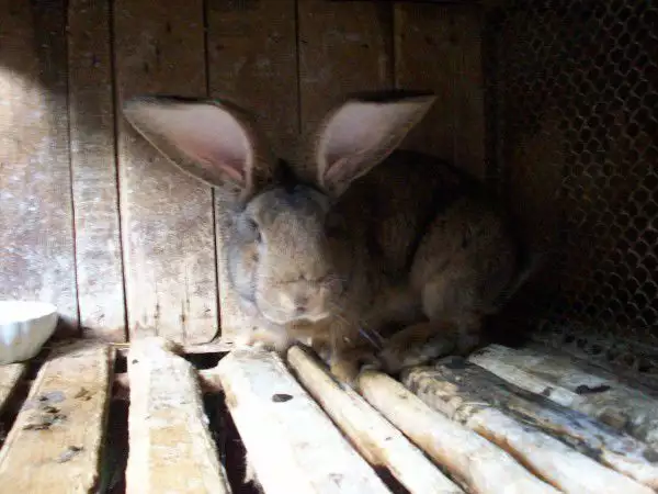 6. Снимка на Продавам зайци белгийски великан