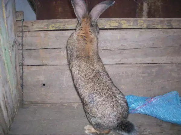 5. Снимка на Продавам зайци белгийски великан