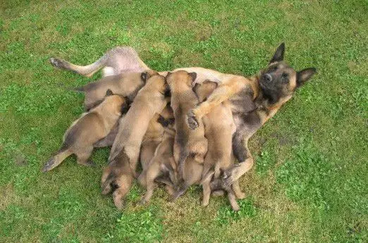 Малки кученца Белгийски овчарки –Малинойс