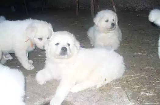 Малки кученца от породата Словашки чувач