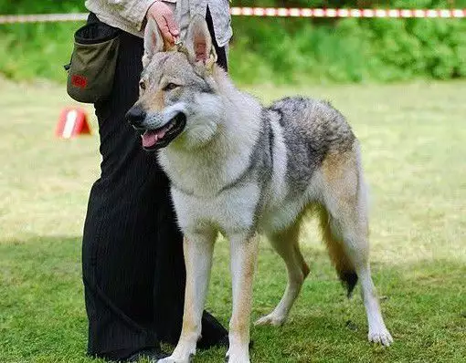 1. Снимка на Чехословашки вълчак внос