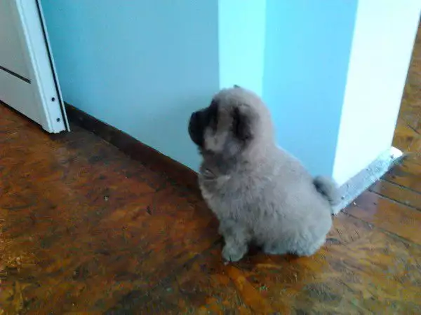 1. Снимка на Малки кученца Чау - чау