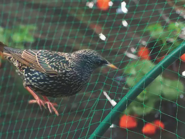 1. Снимка на Мрежа за защита от птици от ИВ Трейдинг ООД
