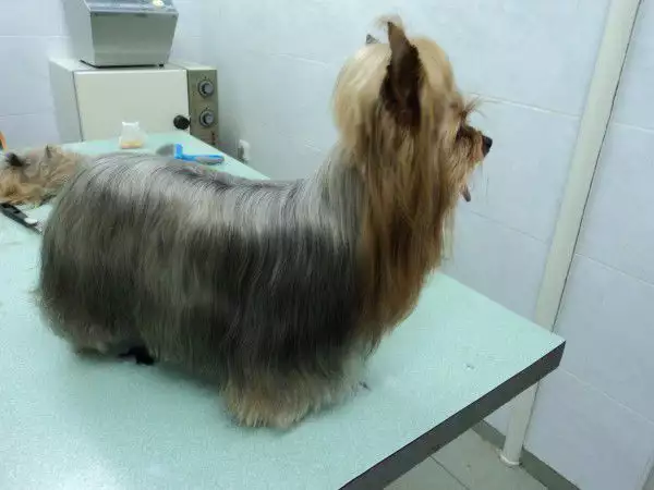17. Снимка на Подстригване на кучета в Стара Загора