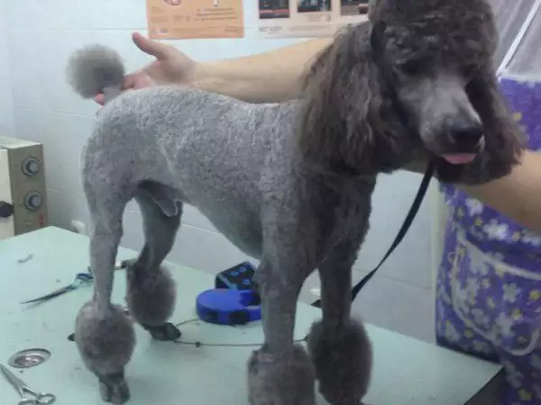 16. Снимка на Подстригване на кучета в Стара Загора