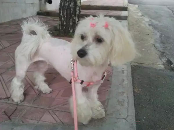15. Снимка на Подстригване на кучета в Стара Загора