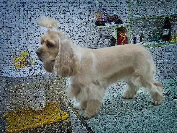 7. Снимка на Подстригване на кучета в Стара Загора