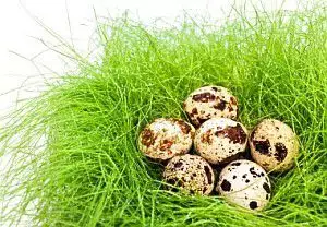1. Снимка на Яйца от пътпъдъци