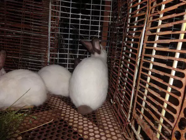 4. Снимка на Продавам калифорнийски зайци