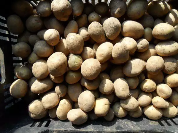 2. Снимка на Продавам семе за картофи
