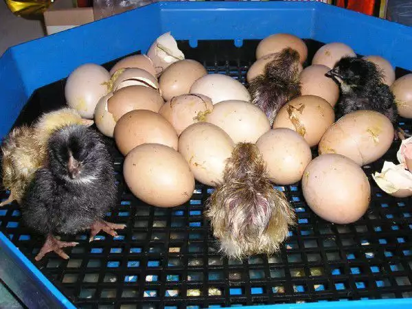 5. Снимка на Продавам нови инкубатори за люпене яйца, официален вносител.