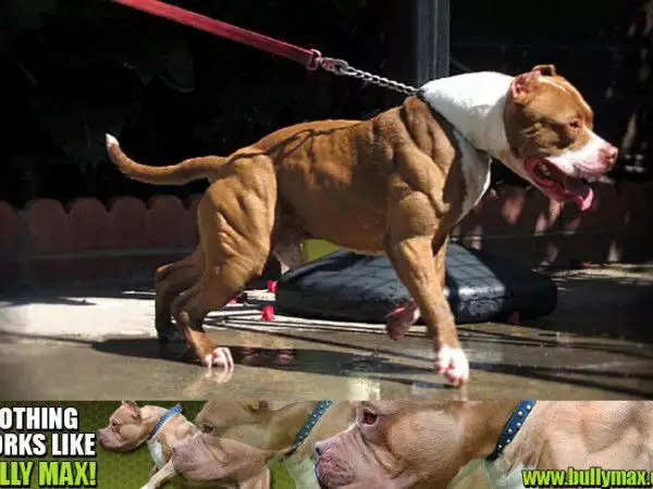5. Снимка на Протеини за кучета Bully Max
