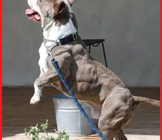 4. Снимка на Протеини за кучета Bully Max