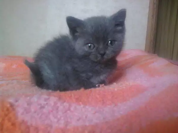 1. Снимка на Британски котета сини